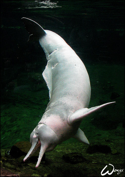 Amazon river dolphin Baby by woxys