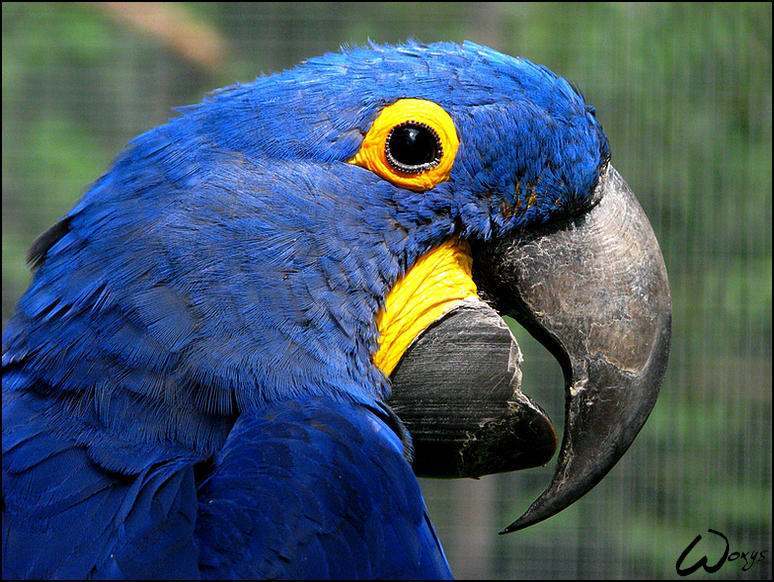 Hyacinth Macaw: fan of ODS? by woxys