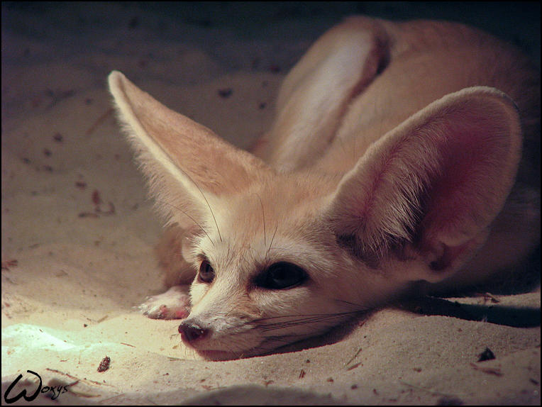 Fennec fox: In love...? Him? by woxys