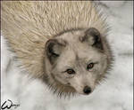 Arctic fox: I'm not your coat by woxys