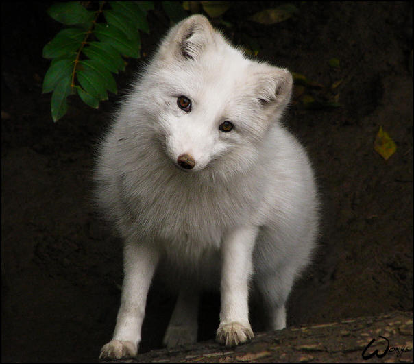 Arctic fox, casting for Disney by woxys