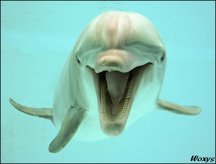 Dolphin: happy to see you by woxys