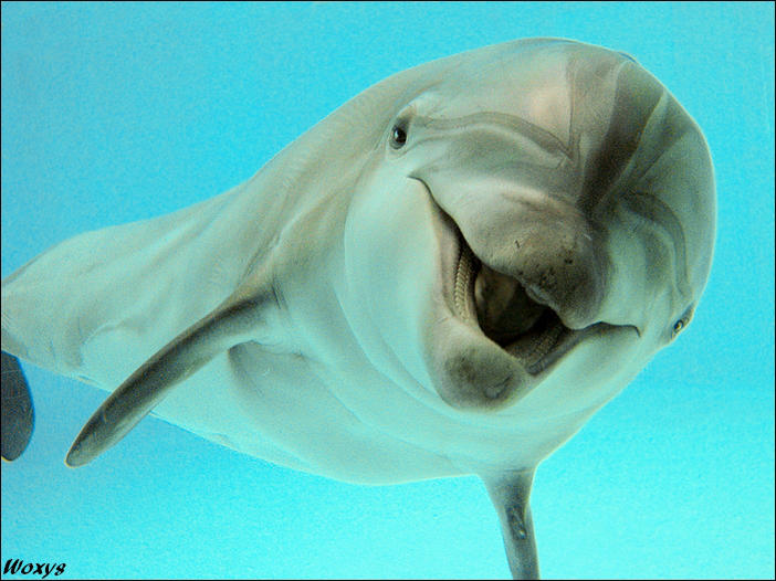 Dolphin - the wettest smile by woxys