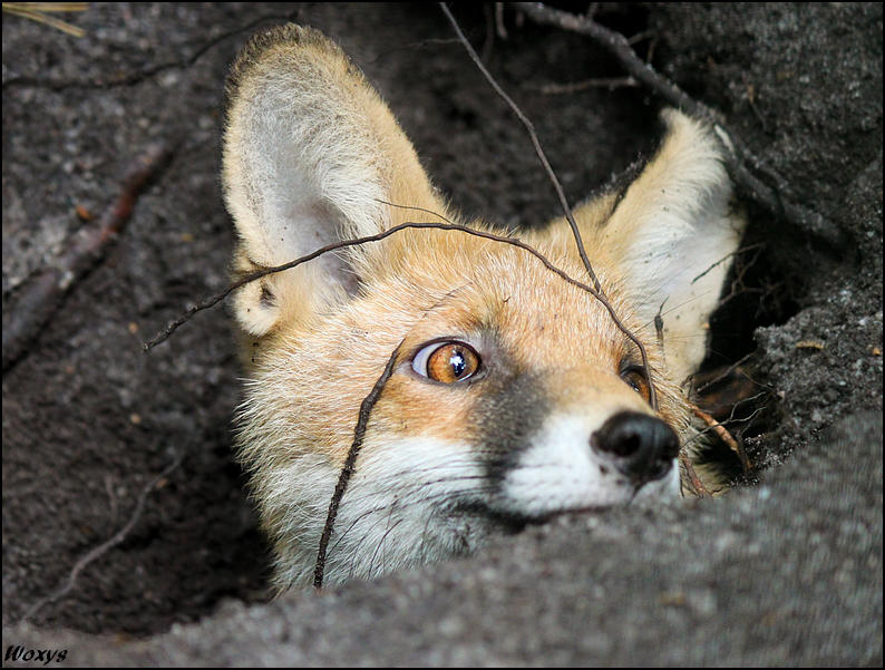 Red fox in his hole by woxys