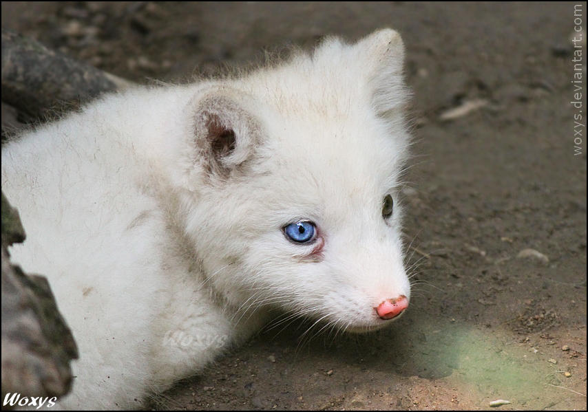 Baby polar fox :3 by woxys