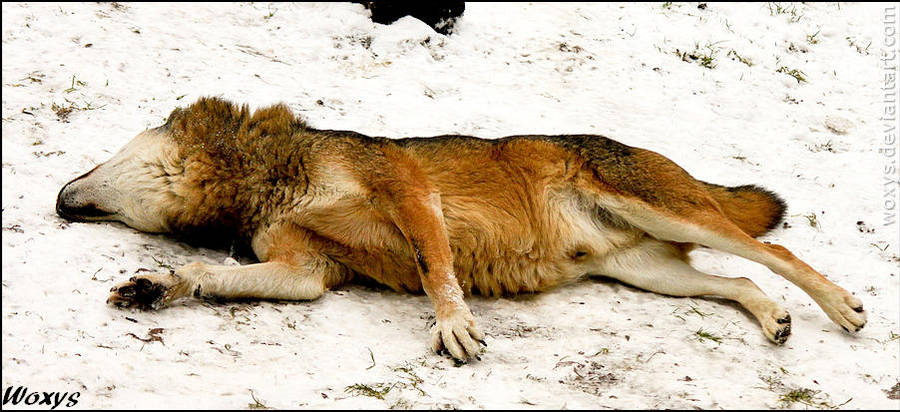 Just a wolf I shot by woxys