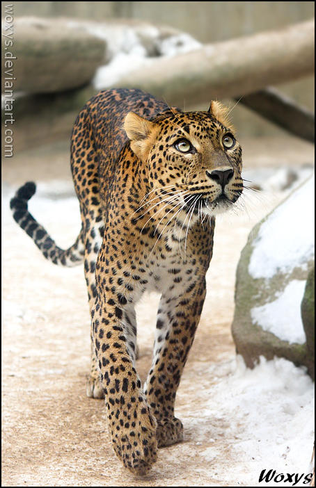 Cat walk by woxys