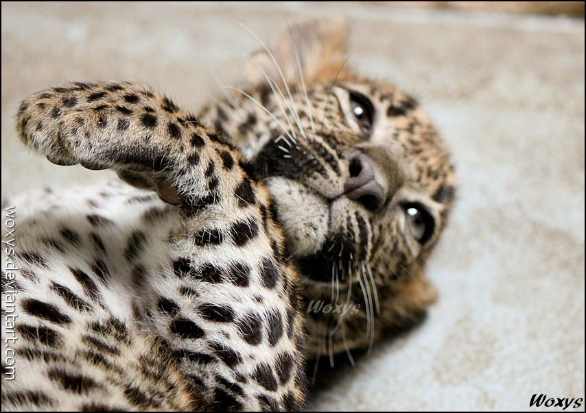 Cuteness level is too high for survival by woxys