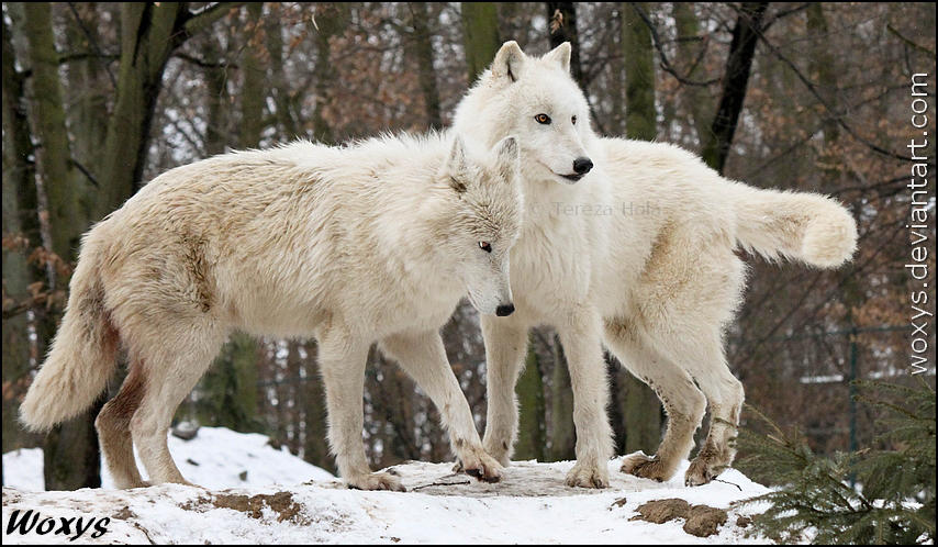 Alphas by woxys