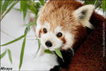 No,I do not think I want to share my bamboo,thanks by woxys