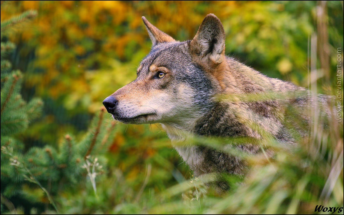 Sniffing the Autumn in the air by woxys