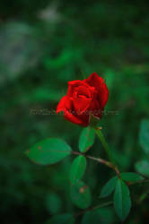 Mini Red by KWilliamsPhoto