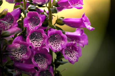 Fuschia Fox Glove by KWilliamsPhoto