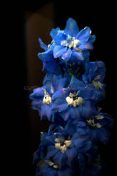 Blue Delphinium by KWilliamsPhoto