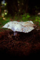 The Blue Mushroom by KWilliamsPhoto