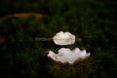 Buttons in the Moss by KWilliamsPhoto