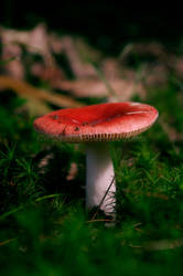 The Red Ones Make you Taller by KWilliamsPhoto