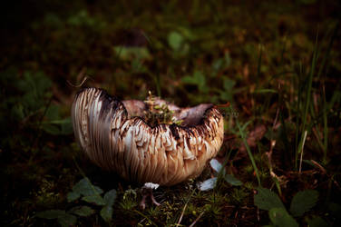 Fairy Bowl by KWilliamsPhoto