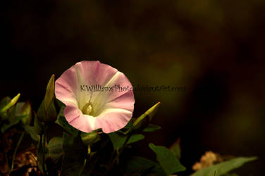 Wild Morning Glory - Pink by KWilliamsPhoto