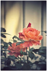 Orange Roses Revisit by KWilliamsPhoto