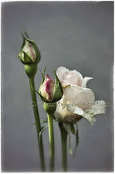 Rose Buds Like a Painting by KWilliamsPhoto