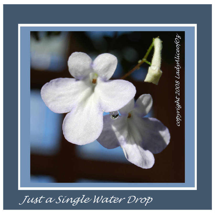 Just a Single Water Drop by LadyAliceofOz