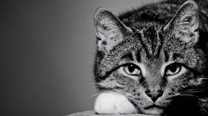 This is my Cat by Lasiu7 This is my Cat by Lasiu7