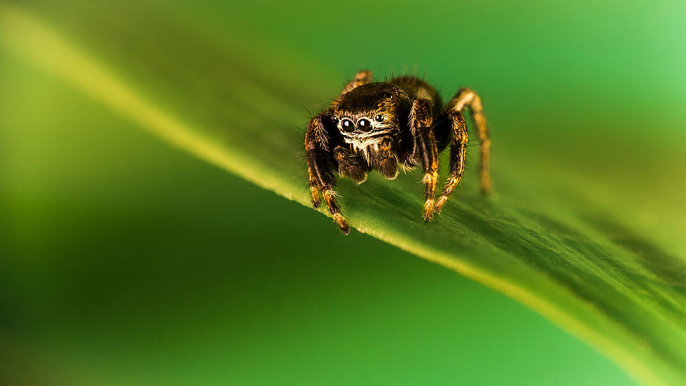 Tiny spider by Lasiu7 Tiny spider by Lasiu7