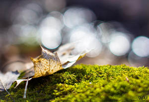 Leaf by Lasiu7 Leaf by Lasiu7
