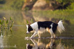 Reflection by ShelleyVPhoto