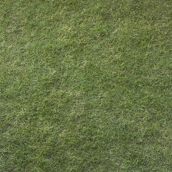 UNRESTRICTED - Grass Texture by frozenstocks