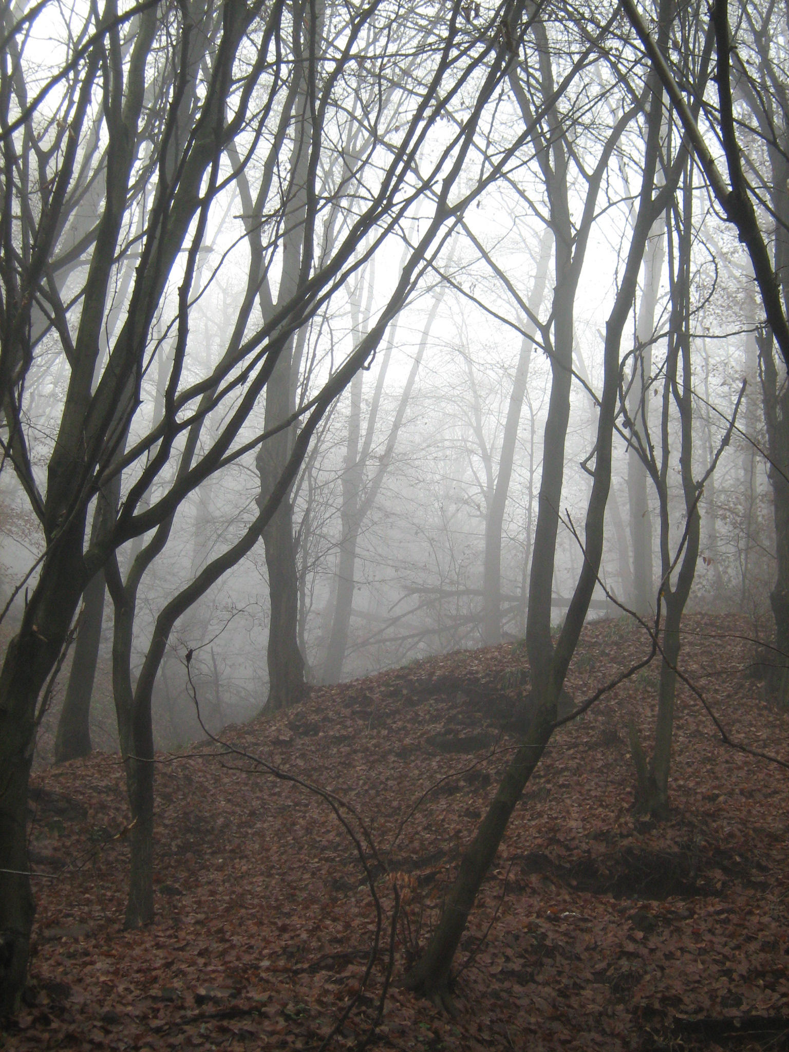 UNRESTRICTED - November '09 - Foggy Forest 2 by frozenstocks