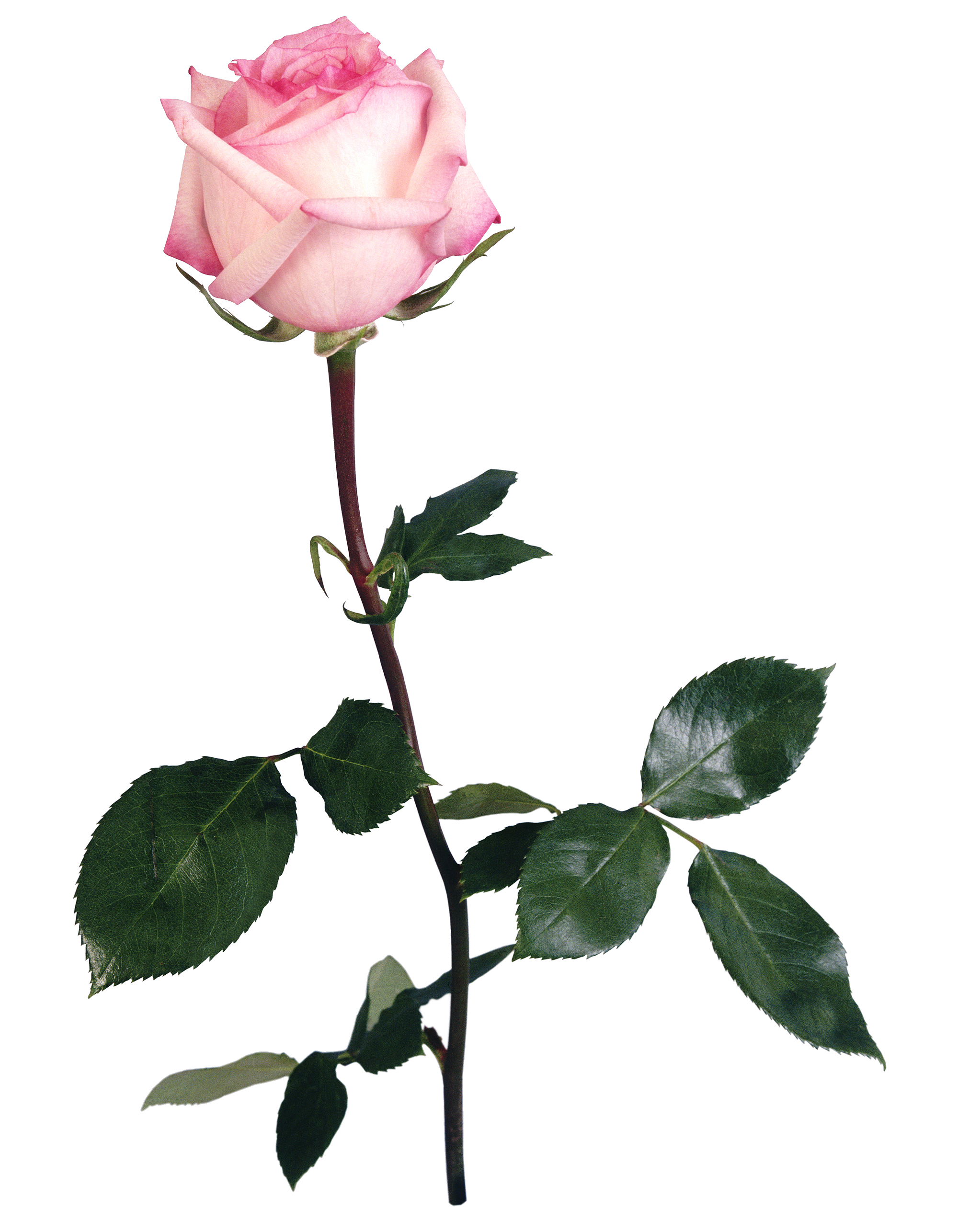 UNRESTRICTED - Flower 5 by frozenstocks