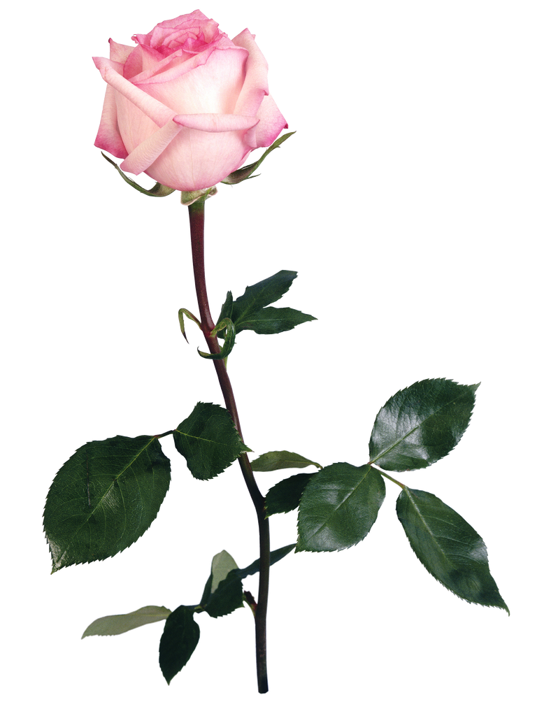UNRESTRICTED - Flower 5 by frozenstocks