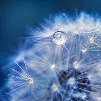 Blue Magic by Healzo