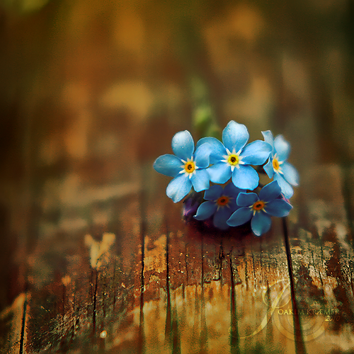 Is this love by Healzo