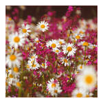 springtime Nr.10 by naturetimescape