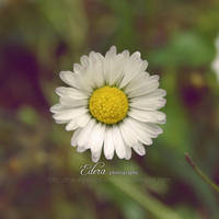 Daisy by phoenixgraphixstudio