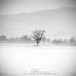 s o l i t a r y by phoenixgraphixstudio