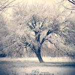 . . : : m a j e s t y : : . . by phoenixgraphixstudio