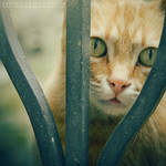 who's the prisoner by phoenixgraphixstudio