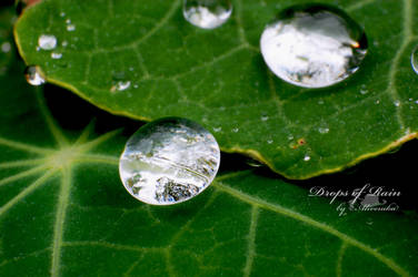 .:Drops of rain:. by aliveruka