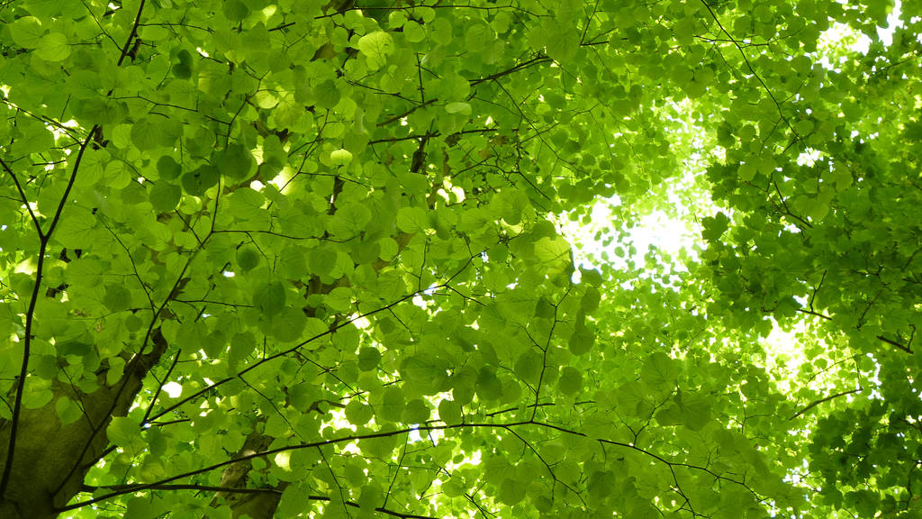 delicate leaves by dendoona