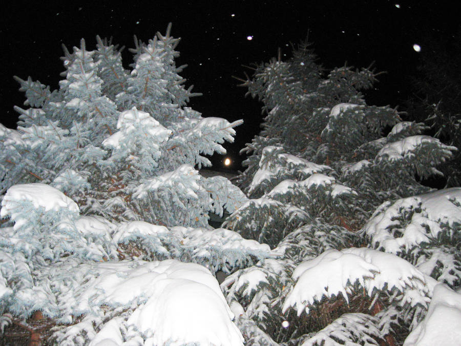 snow fir tree forest