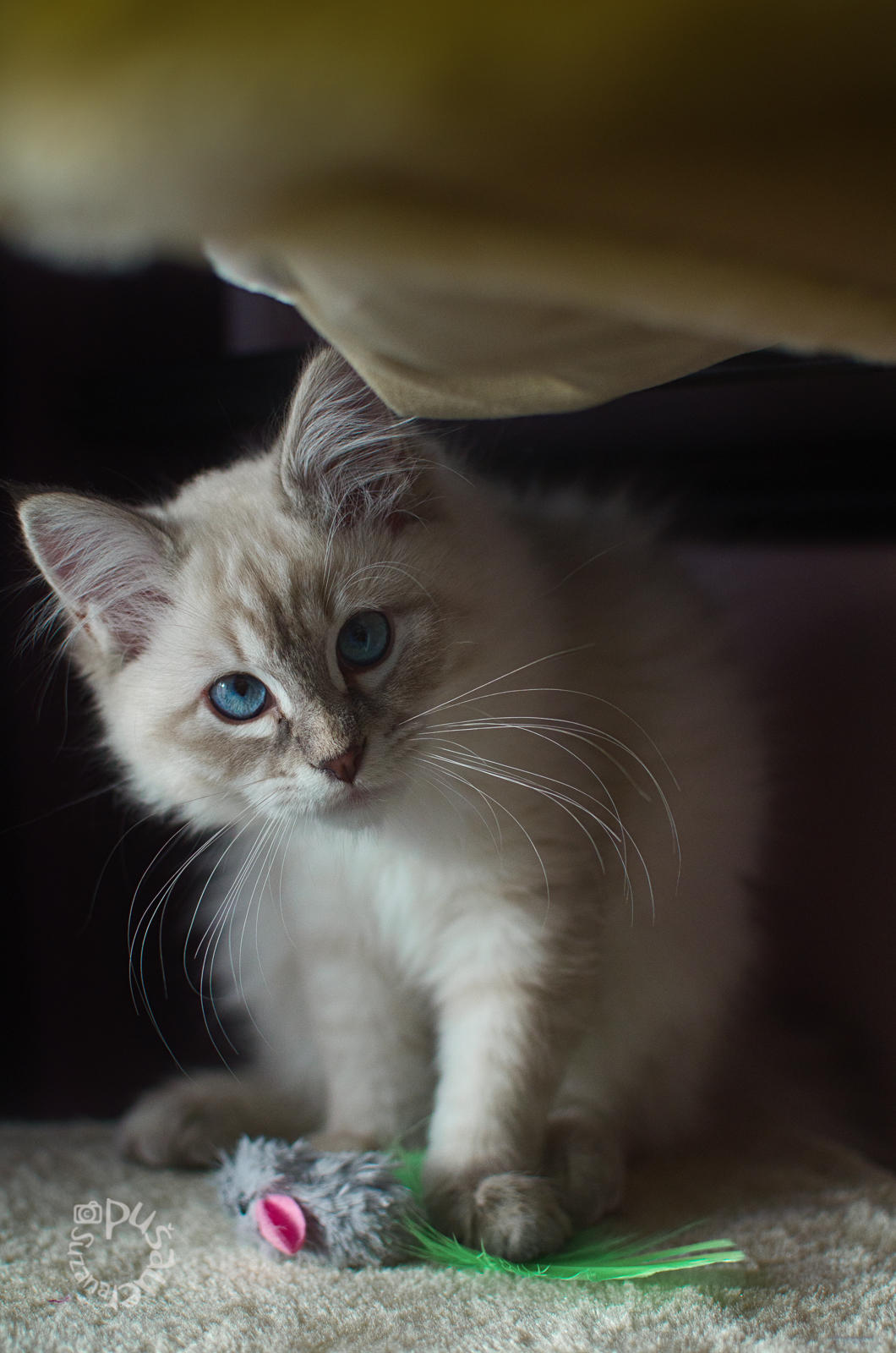 Hello by XanaduPhotography