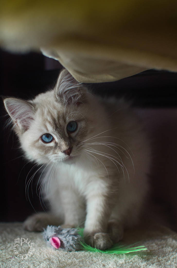 Hello by XanaduPhotography