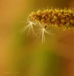 attraction by Aimelle