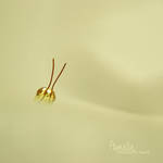 kikoo by Aimelle
