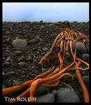 Kelp by ElenionTolto