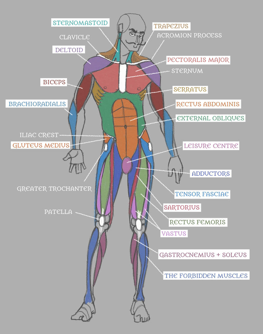 Human Anatomy: Muscles with Labels! by Pseudolonewolf on DeviantArt